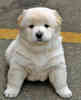 korean-jindo-0006