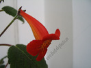 Achimenes pedunculata 4