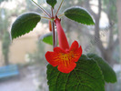 Achimenes pedunculata 6