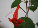 Achimenes pedunculata 7