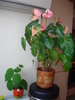 KIWI SI ANTHURIUM