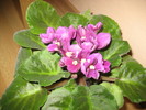 violeta