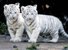 tigres-fauves-noel-tigri-chez-704897[1]