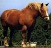 ardennese-svedese_tn[1]