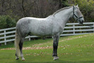 lusitano[1]