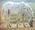 rase_de_cai_-_Appaloosa[1]
