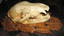 craneo de oso ( CU 185 )