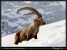 Capra Ibex 2