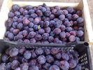 prune_15 aug