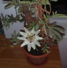 passiflora