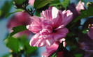 PINKFLRS
