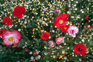 POPPIES