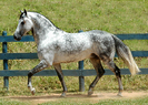 Mangalarga_Marchador[1]