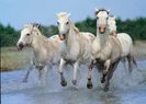 photo_camargue[1]