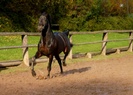 Trakehner_Horse_in_motion[1]