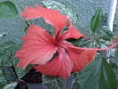 HIBI SURINAM