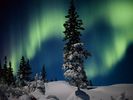 aurora-and-evergreens_9333_600x450