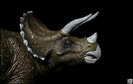 triceratops-324x205[1]