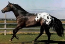 appaloosa_5_b[1]