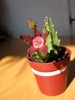 Stapelia flavopurpurea Red (4)