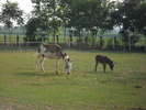 SAM_0387