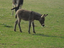 SAM_0391