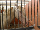 SAM_0409