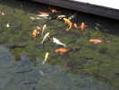 SAM_0594