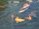 SAM_0608