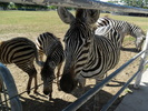 SAM_0644