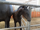 SAM_0652