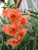 Gladiola portocalie 20 aug 2010 (1)