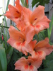 Gladiola portocalie 20 aug 2010 (2)