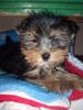 yorkshire terrier