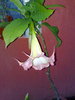 datura roz