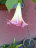 datura roz