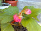 boboci begonia