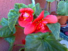 begonia rosie