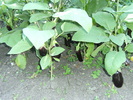 20 august 2010 026