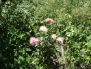 20 august 2010 028