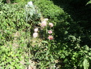 20 august 2010 029