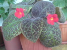 Episcia Tigrovaja