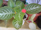 Episcia Tricolor