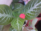 Episcia Tricolor (2)