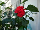 DSC03195