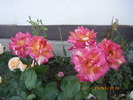 Caribia