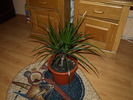 dracena