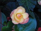 Begonia Cascade Sunray 20 aug 2010