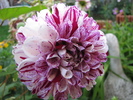 Dalie Marble Ball 20 aug 2010