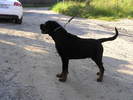hogan 6 luni